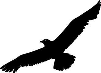 Fototapeta premium Silhouette of flying seagull