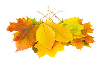 Isolated autumn leaves