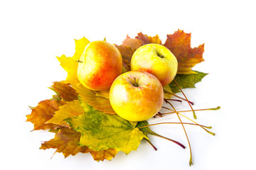 Ripe apples on autumn leaves on white background