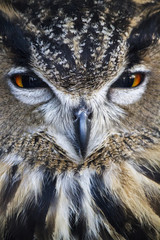 Obraz premium Close up view of the Eurasian Eagle-Owl (Bubo bubo).