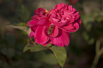 Fototapeta premium Bee on rose