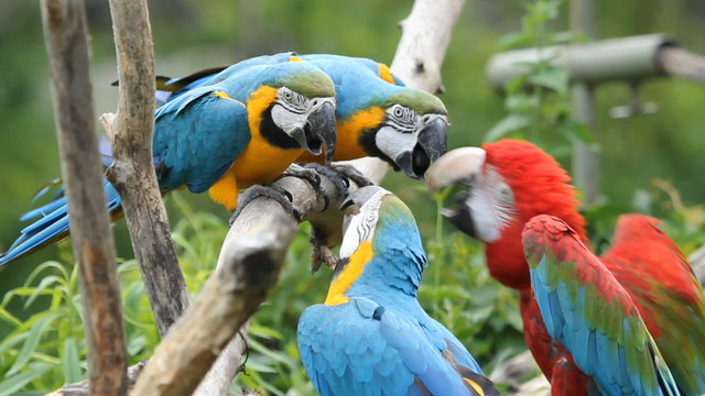 Four macaws having a dispute. Toronto Zoo, Ontario, Canada.
