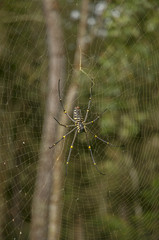Banana spider