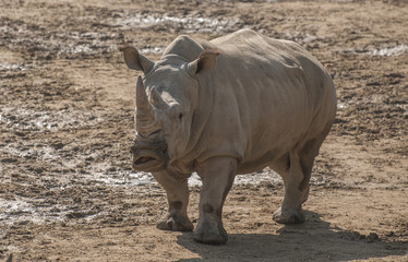 Fototapeta premium Rhinoceros