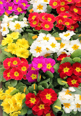 colored flowers as a floral background