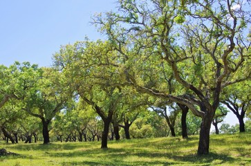 Korkeiche - cork oak 60