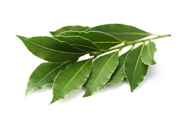 Laurel leaf