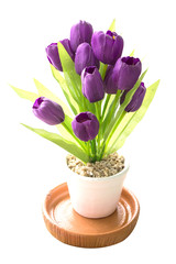 Purple Colored Tulip Flowers