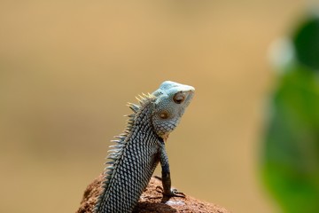 Close up of a tropical lizard on a stone in Yala National Park