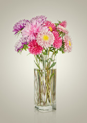 Asters bouquet. Beautiful flowers in vase 