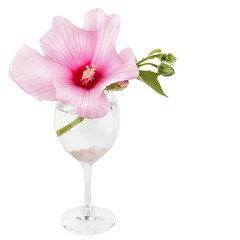 Pink mallow Flowers (hollyhock, Alcea rosea)