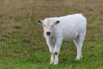 Fototapeta premium Ein Kalb 2