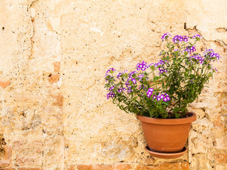 Fototapeta na wymiar Tuscan kwiaty