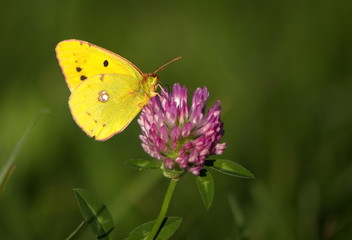 Clouded yellow butterfly