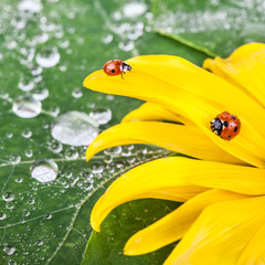 Yellow Flower Camomile on green leaves background