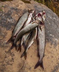 grayling - Thymallus thymallus © tilzit