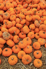 Little pumpkins on bed of hay