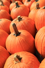 Rows of big pumpkins