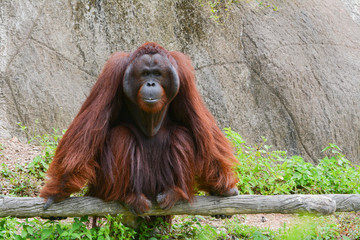 Naklejka premium Orangutan