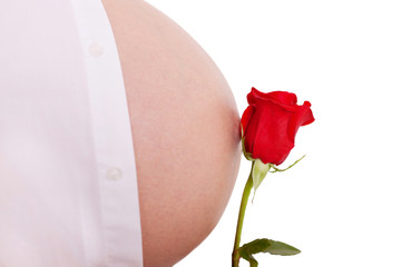 Pregnant belly and flower. Bud of a red rose and a new life