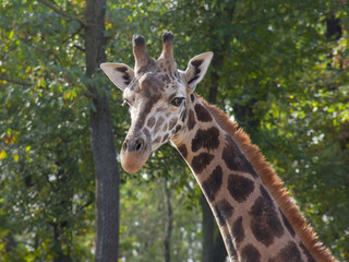 Baringo giraffe (Giraffa camelopardalis rotschildi)