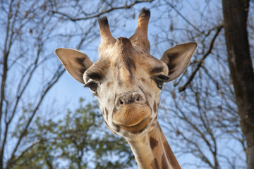 Baringo giraffe (Giraffa camelopardalis rotschildi)