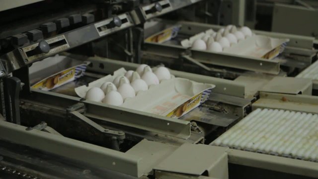 Geflügelhof Sortiermaschiene für Eier