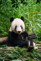 Wall murals Panda Giant panda eating bamboo