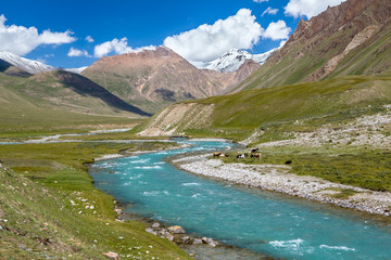 Naklejka premium Cows pasturing near turquoise river, Tien Shan