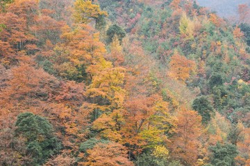 Forest in autumn