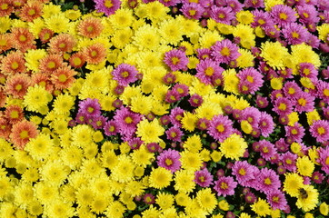 Dreifarbige Herbstaster (Chrysanthemum spec.)