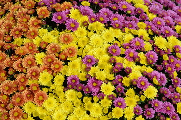 Dreifarbige Herbstaster (Chrysanthemum spec.)