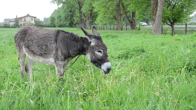 Cute wet donkey animal graze in pasture grass and car go on road