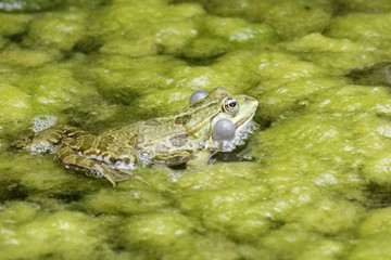Croaking Frog