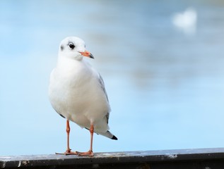 Seagull