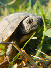 Hermann's tortoise baby (Testudo hermanni) in the grass