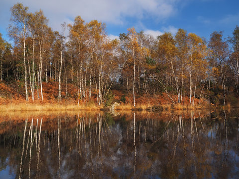 reflets d'automne sur l'étang