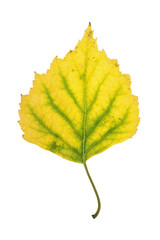Yellow autumn leaf of birch