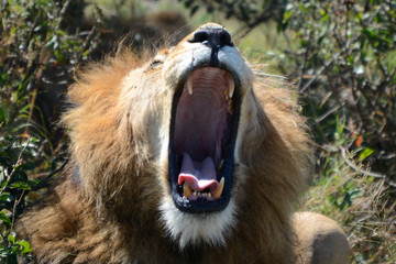 G&auml;hnender L&ouml;we