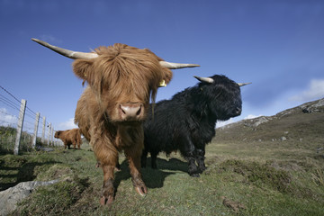Highland cattle