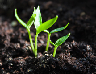 sprouts in soil