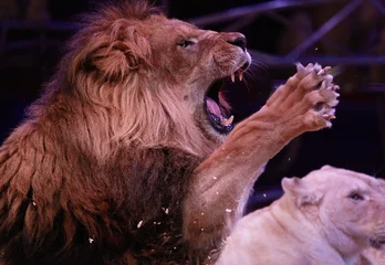 Photo sur Aluminium Lion Lion rugissant