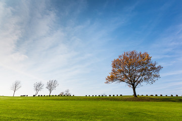 Fototapeta na wymiar Green field with a tree and blue sky