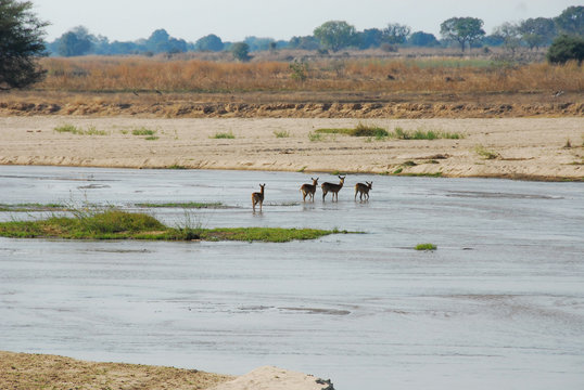 Fototapeta Impalas crossing Mwaleshi river (Zambia)