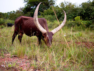 Ankole Watusi bull is grazing
