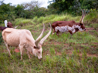 A group of watusi bulls is grazing