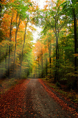 Obraz premium forest path
