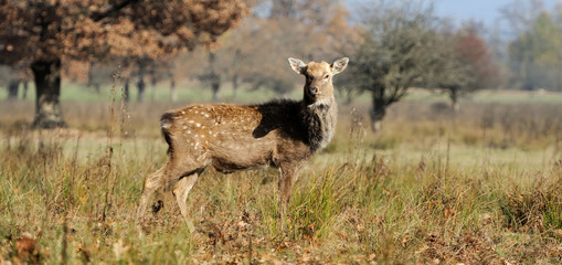 Fototapeta premium Deer