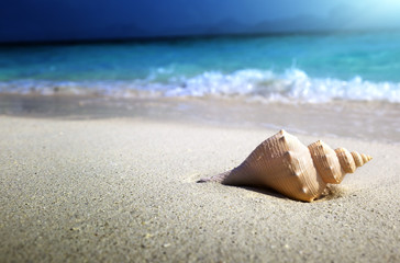 seashell on the beach (shallow DOF)