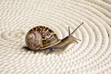 Gefleckte Weinbergschnecke